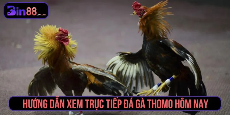 Đá Gà Thomo – Review Trực Tiếp Sới Gà Hấp Dẫn Nhất Chi tiết cách xem đá gà trực tiếp tại Bin88