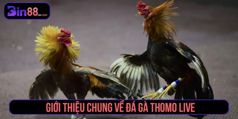 Đá gà Thomo Live là hình thức cá cược thu hút nhiều người chơi