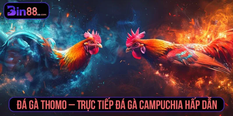 Đá Gà Thomo – Review Trực Tiếp Sới Gà Hấp Dẫn Nhất đá gà Thomo