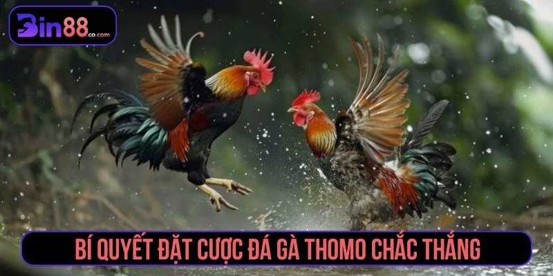 Đá Gà Thomo – Review Trực Tiếp Sới Gà Hấp Dẫn Nhất Kinh nghiệm đặt cược đá gà thắng chắc