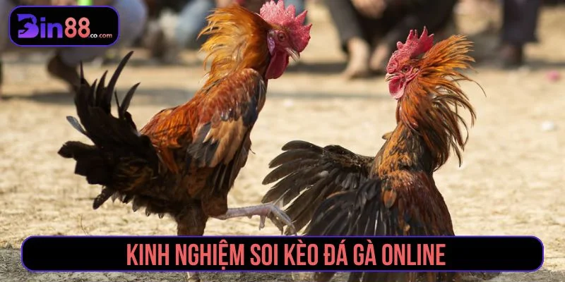 Kinh Nghiệm Soi Kèo Đá Gà – Cao Thủ Bật Mí Bí Mật kinh nghiệm soi kèo đá gà
