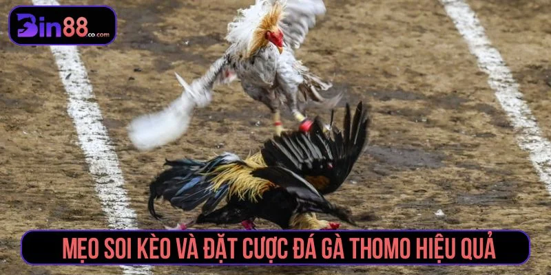 Đá Gà Thomo Live – Trải Nghiệm Trực Tiếp Đỉnh Cao Tham khảo các mẹo soi kèo hiệu quả