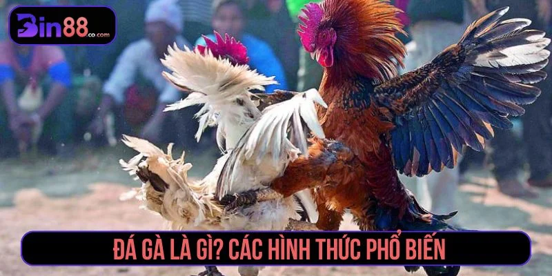 Kinh Nghiệm Soi Kèo Đá Gà – Cao Thủ Bật Mí Bí Mật Tìm hiểu về hình thức cược đá gà