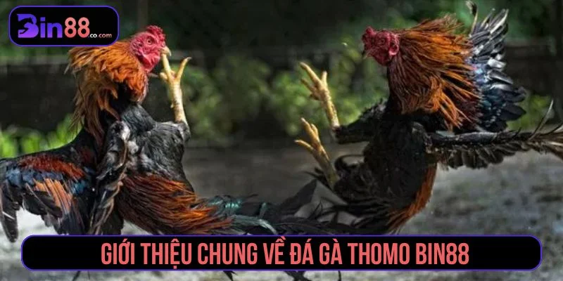 Đá Gà Thomo – Review Trực Tiếp Sới Gà Hấp Dẫn Nhất Tìm hiểu về trò chơi đá gà Thomo tại Bin88