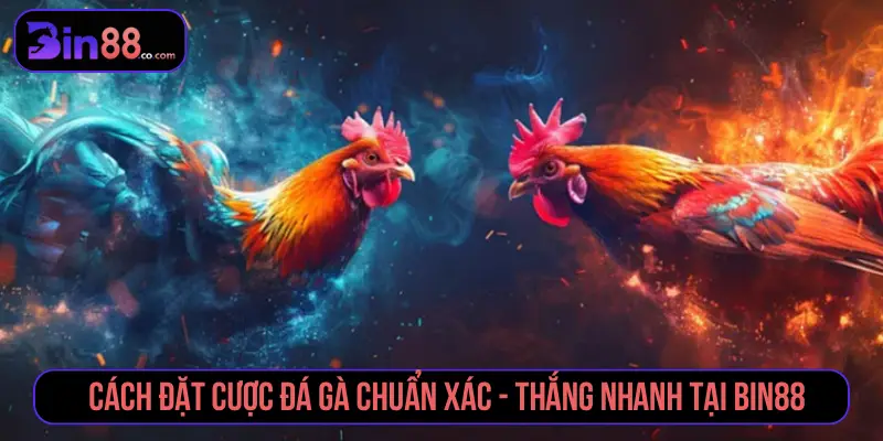 Cách Đặt Cược Đá Gà Chuẩn Xác Thắng Nhanh Tại BIN88 Cách đặt cược đá gà chuẩn xác - thắng nhanh tại BIN88
