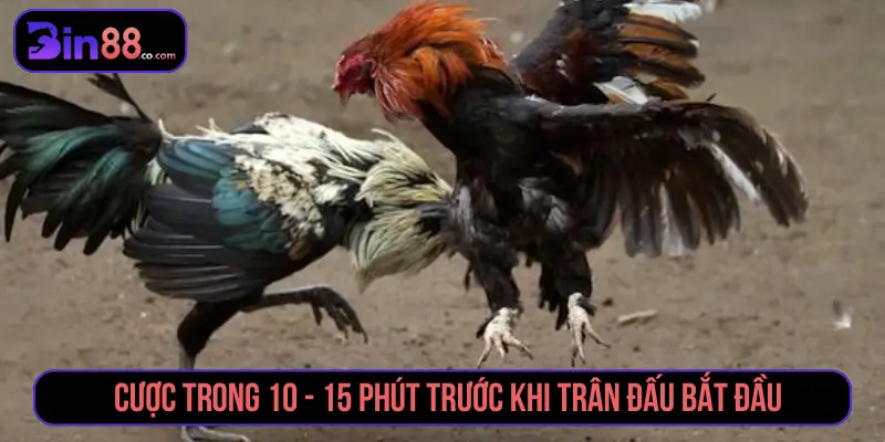 Cách Đặt Cược Đá Gà Chuẩn Xác Thắng Nhanh Tại BIN88 Cược trong 10 -15 phút trước khi trận đấu bắt đầu